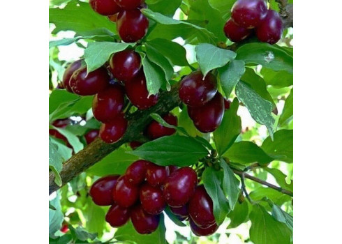 Кизил