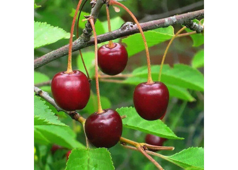 Вишня