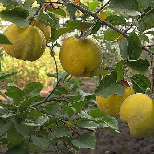 Айва «Анжерская»