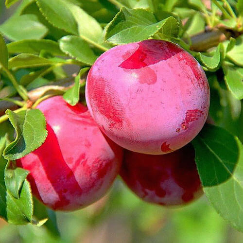 Алыча «Обильная»