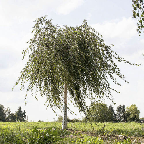 Береза Плакучая