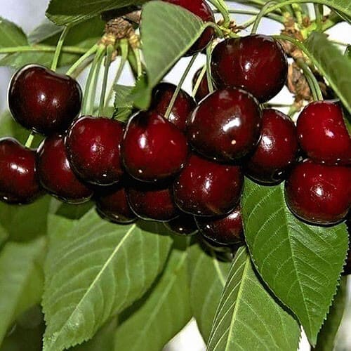 Черешня «Крупноплодная»
