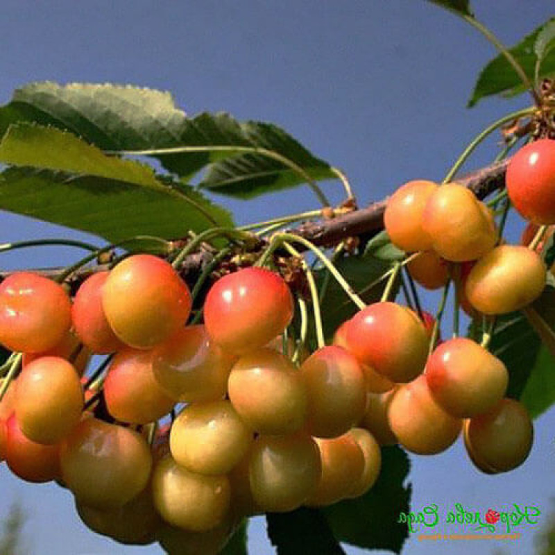 Черешня «Солнечный Шар»