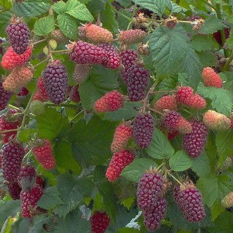 Ежемалина «Марионберри»