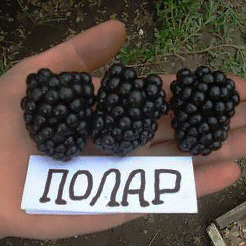 Ежевика «Полар»