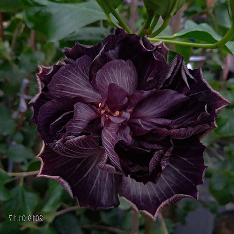 Гибискус «Formosa Black Pearl»