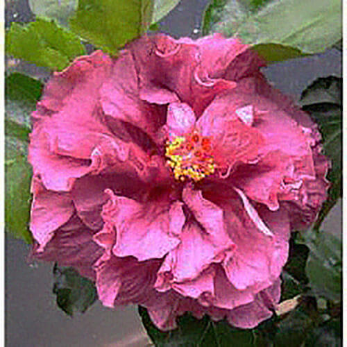 Гибискус «Анитта»