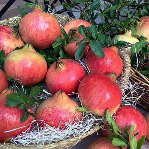 Гранат «Моллар де Эльче»