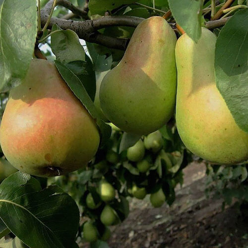 Груша «Вильямс Летний»
