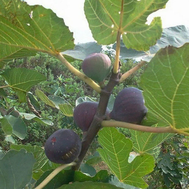 Инжир «Магарачский»