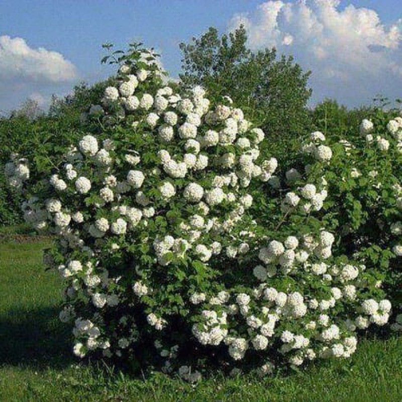 Калина «Бульденеж»