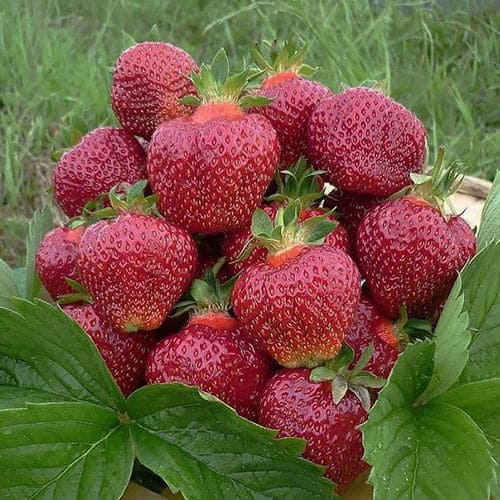 Клубника ремонтантная «Кама» 5шт.