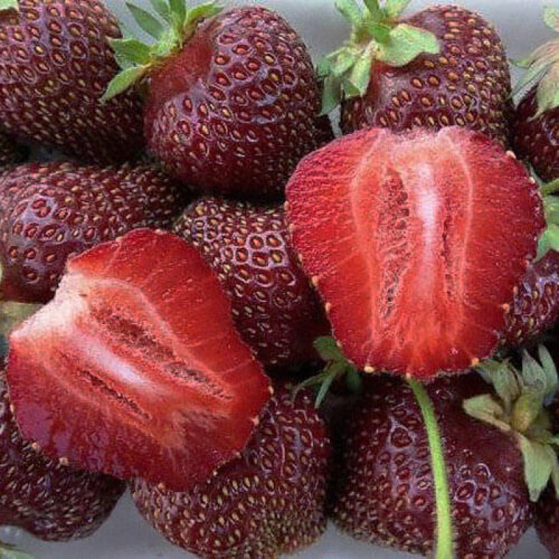 Клубника ремонтантная «Рубиновый Кулон» 5шт.