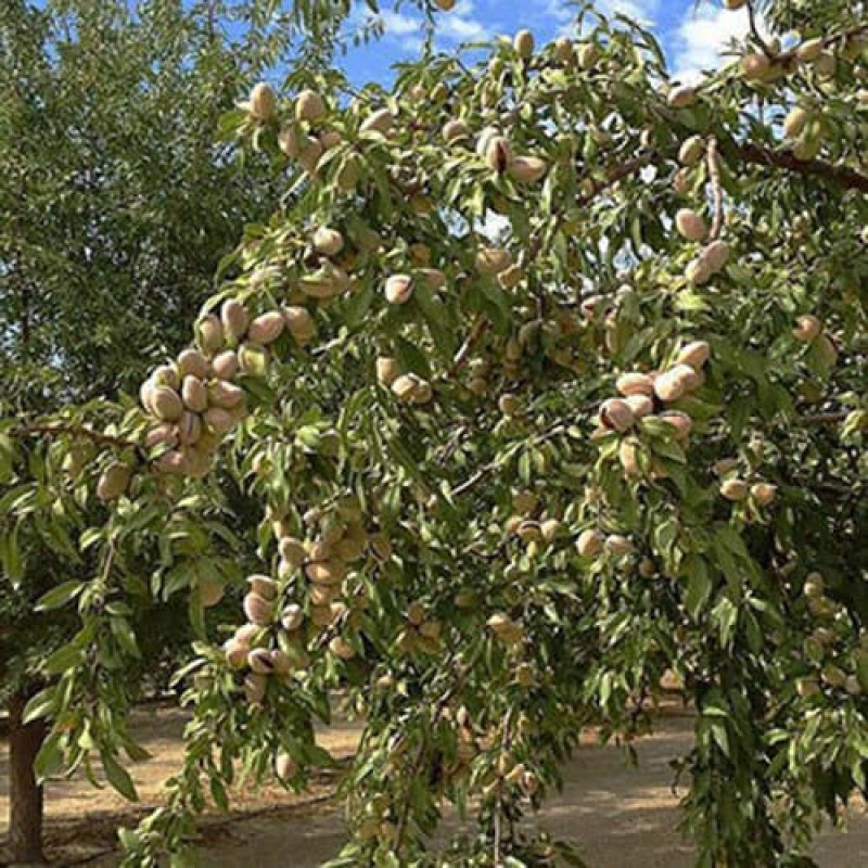Миндаль «Форос»