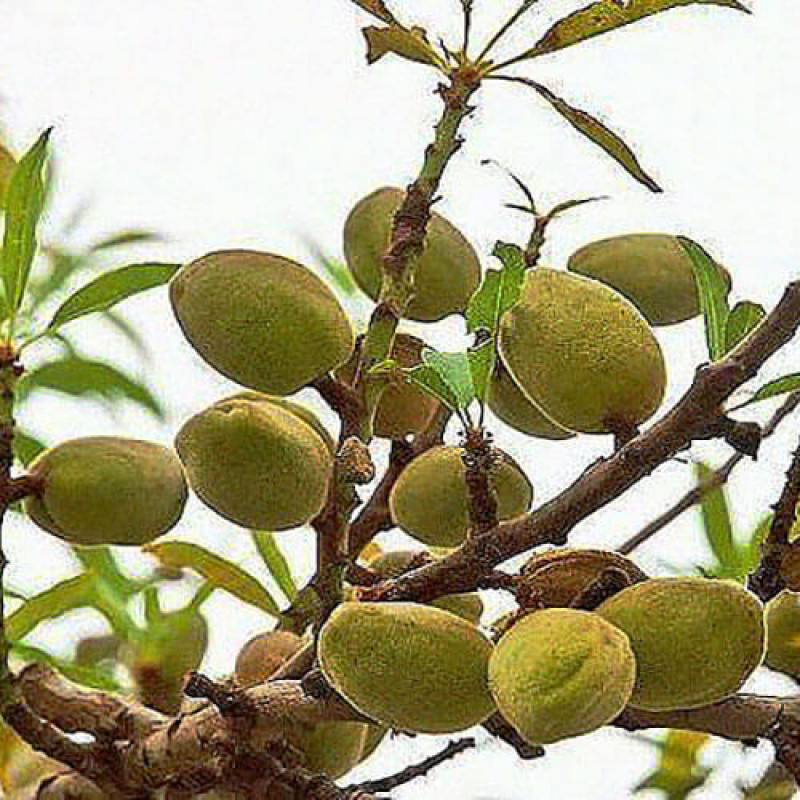 Миндаль «Калифорнийский»