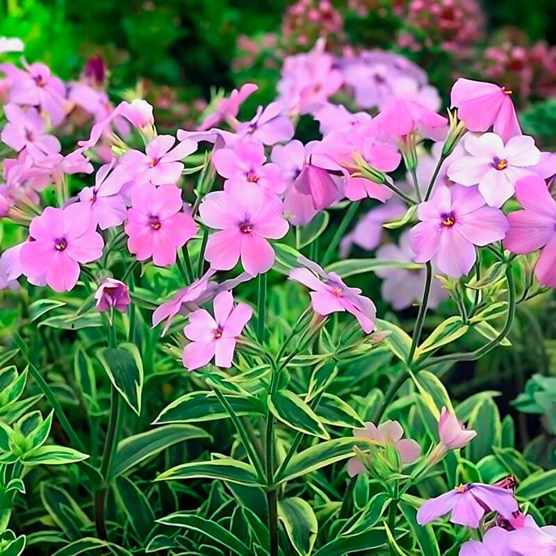 Флокс «Amoena Variegata»