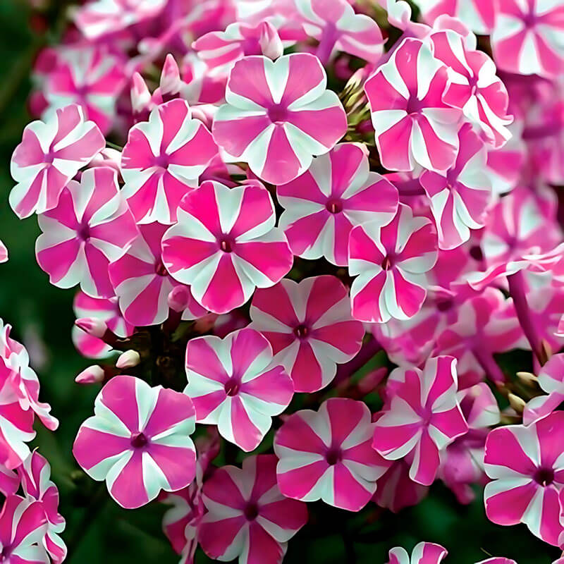 Флокс «Candy Twist»