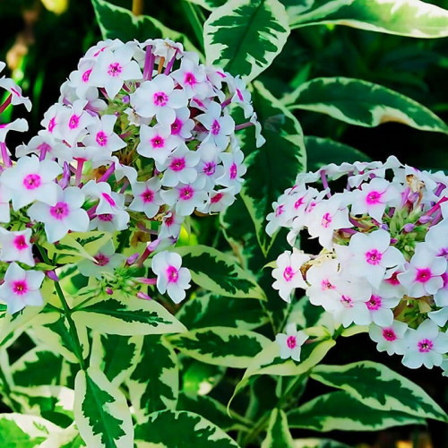 Флокс «Creme de Menthe»