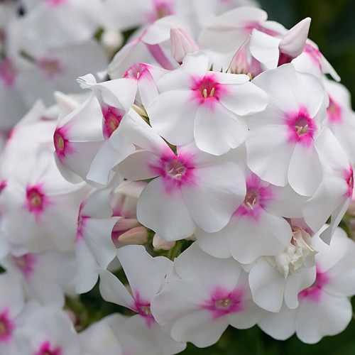 Флокс «Europa»
