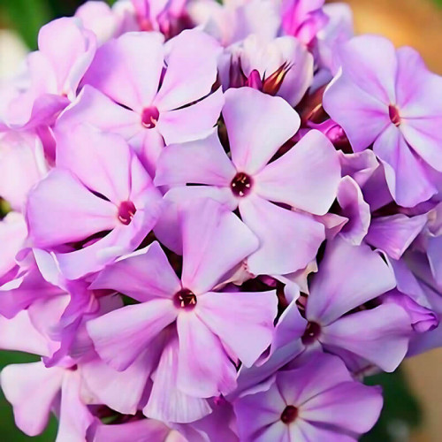 Флокс «Flame Lilac»