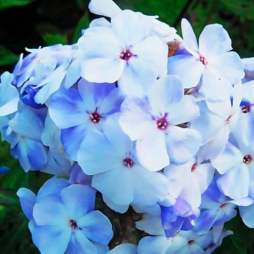 Флокс «Flame Pro Light Blue»