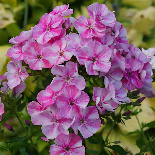 Флокс «Freckle Pink Shades»