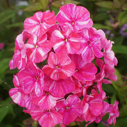 Флокс «Freckle Red Shades»