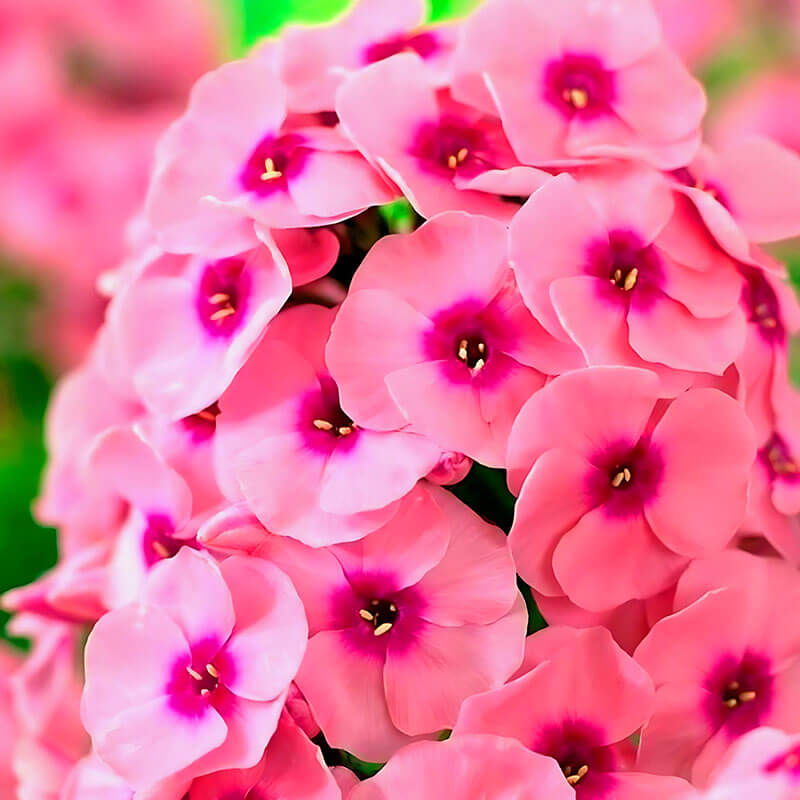 Флокс «Jeff's Pink»