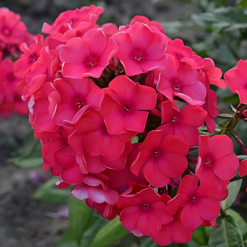 Флокс «Margarita»
