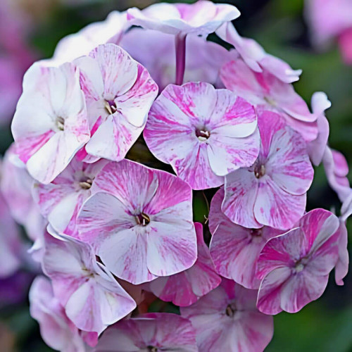 Флокс «Potpourri»