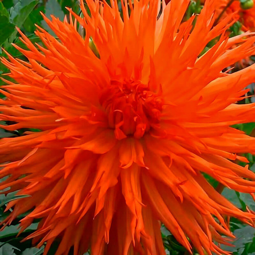Георгина бахромчатая «Mel's Orange Marmelade»