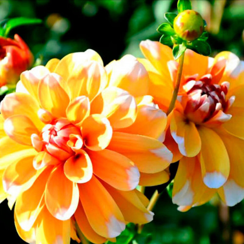 Георгина декоративная «Bahama Apricot»