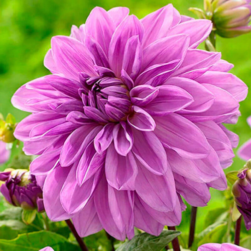 Георгина декоративная «Lavender Perfection»