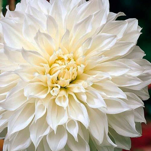 Георгина декоративная макси «White Perfection»