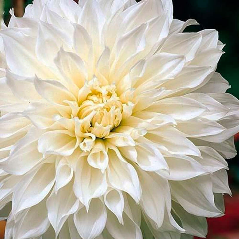Георгина декоративная макси «White Perfection»