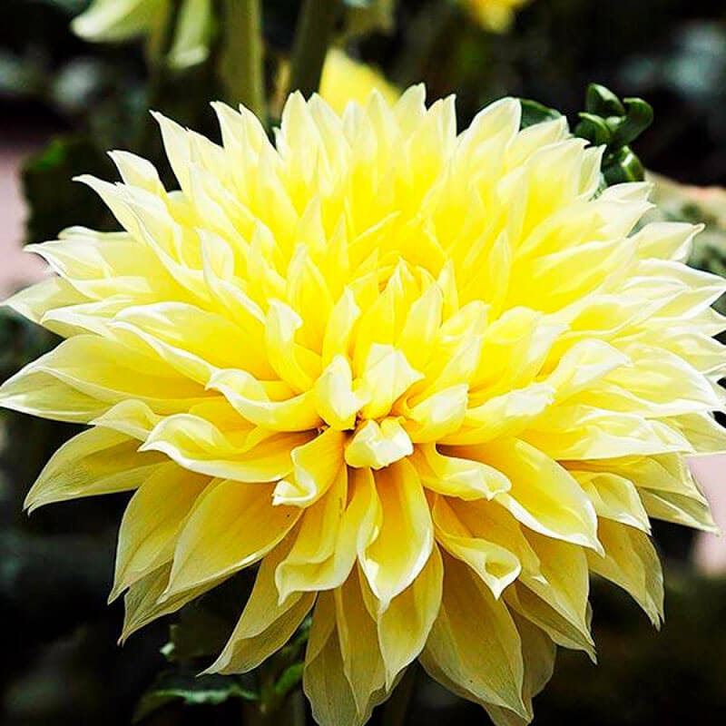 Георгина кактусовая «Vulcan Yellow»