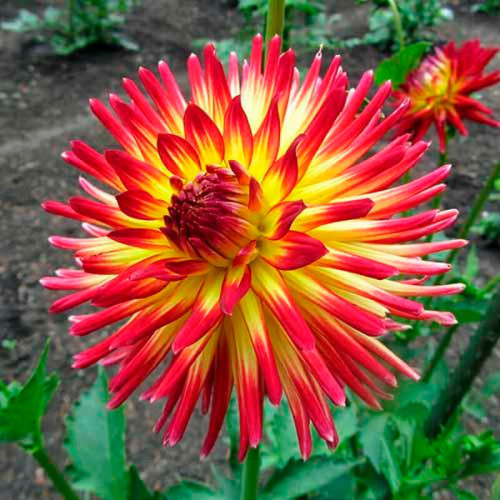 Георгина кактусовая «Weston Spanish Dancer»