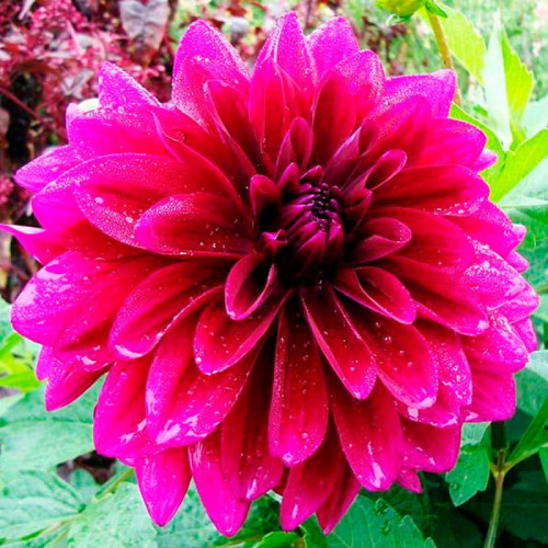 Георгина макси «Babylon Purple»