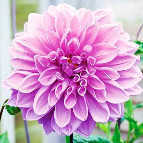 Георгина макси «Lavender Ruffles»
