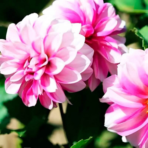 Георгина низкорослая «Priceless Pink»