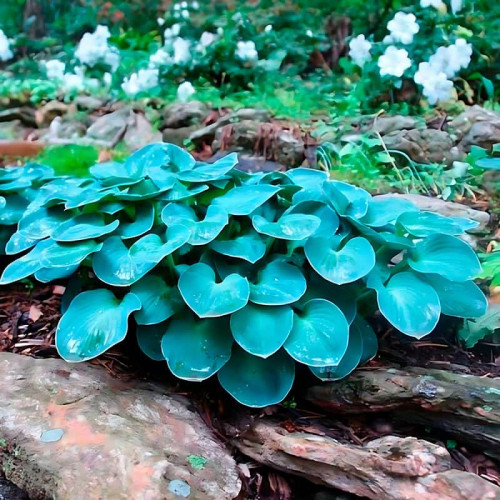 Хоста гибридная «Blue Mouse Ears» S