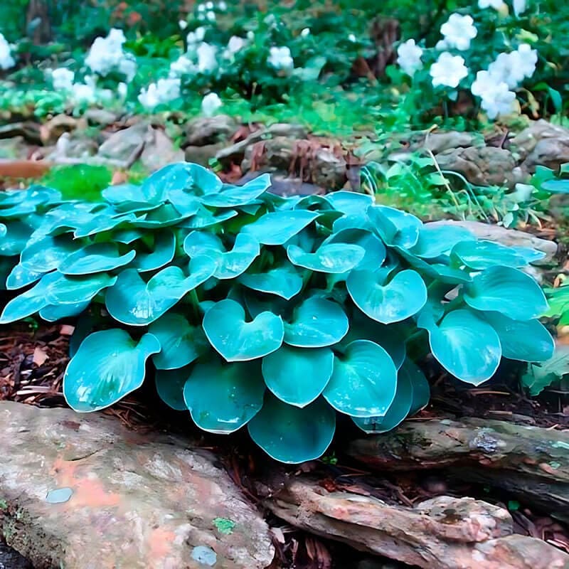 Хоста гибридная «Blue Mouse Ears» S