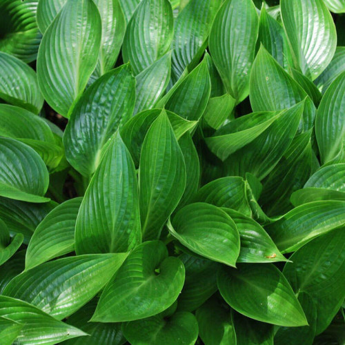 Хоста гибридная «Devon Green» М