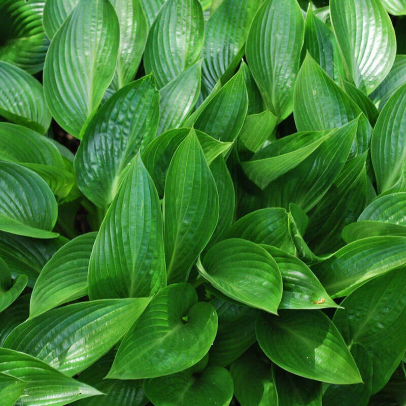 Хоста гибридная «Devon Green» М
