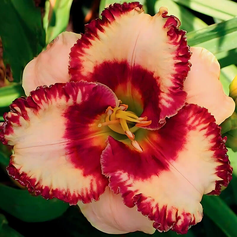 Лилейник «Ageless Beauty»