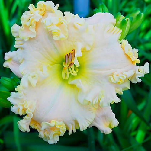 Лилейник «Alpine Ruffles»