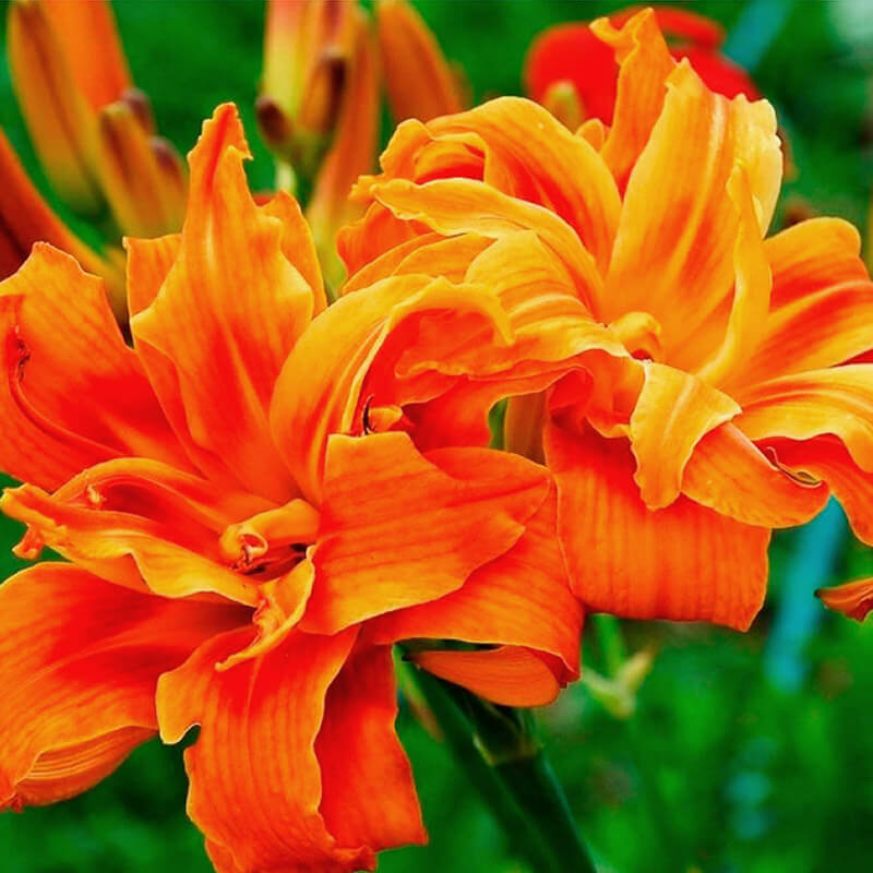 Лилейник «Apricot Beauty»