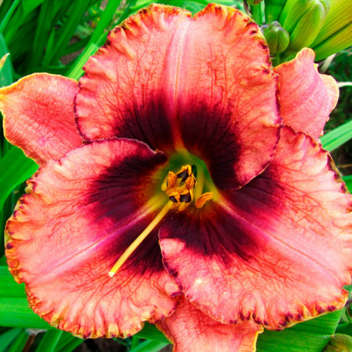 Лилейник «Awesome Blossom»
