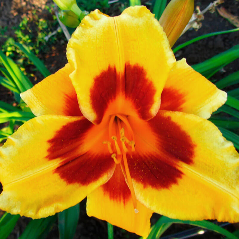 Лилейник «Black Eyed Susan»