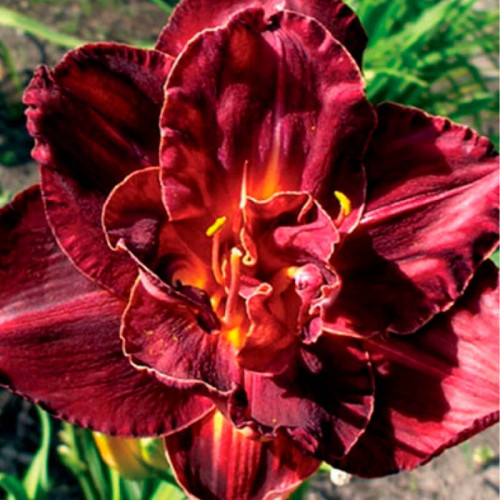 Лилейник «Burgundy Love»